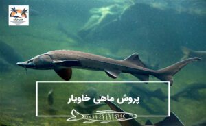 پرورش ماهی خاویار